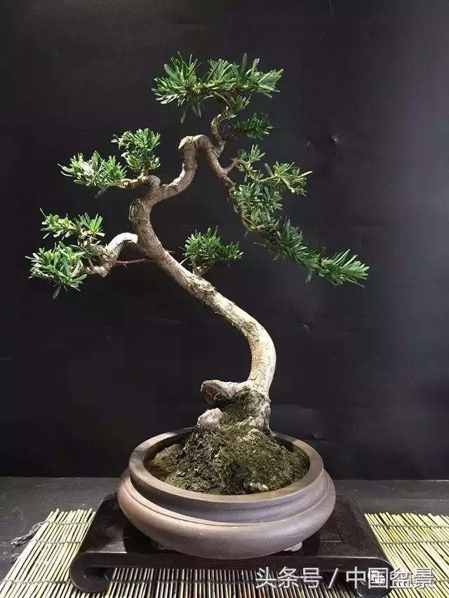 盆景的意境之美,优雅的盆景