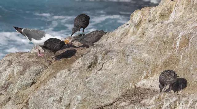 芒格人类错误认知倾向,芒格谈人性的视频