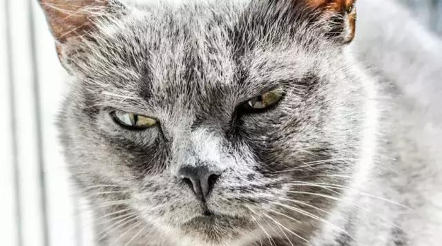 芒格人类错误认知倾向,芒格谈人性的视频