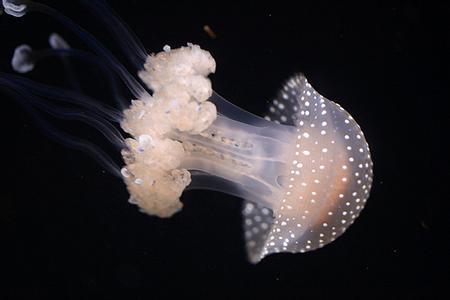 梦幻水母视频,梦幻般的水母真迷人