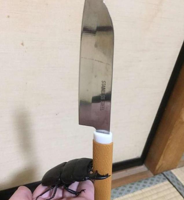 你养的宠物只会花钱,人家日本美女养的宠物会画画,还能挣钱