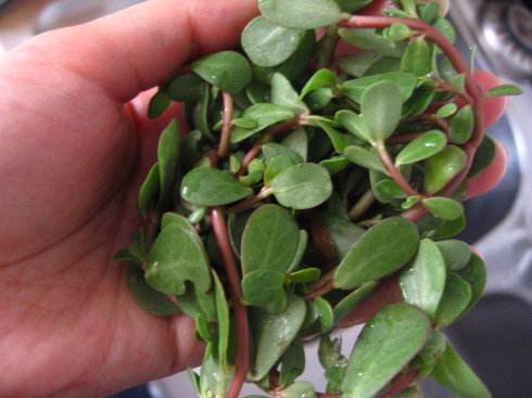 手臂上长了小红点不痛不痒像痣,出现小红痣不痛不痒