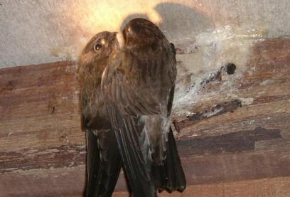 一样的炖煮方法为什么燕窝会化水,燕窝容易化水是什么原因