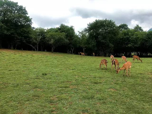 北纬30°神秘之境，在高山草甸、追逐鹿群，这里美的像天堂！