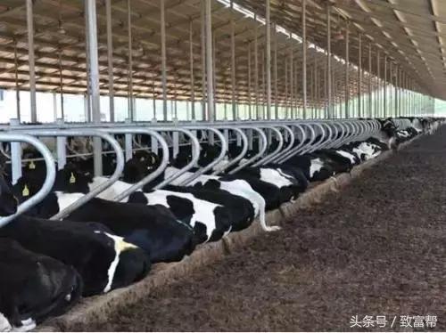 奶牛养殖高科技视频,科技养奶牛