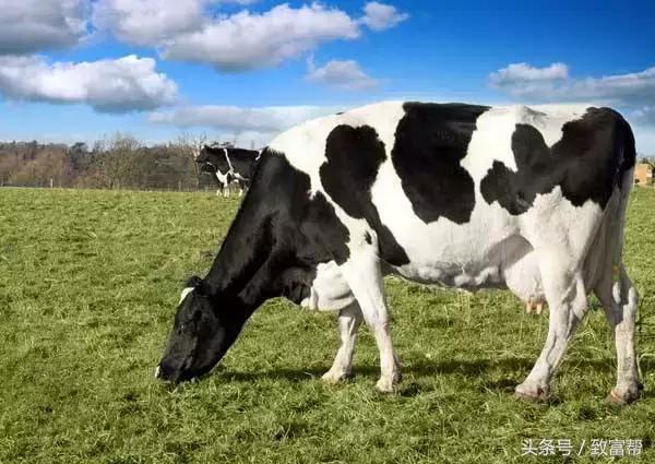 奶牛养殖高科技视频,科技养奶牛