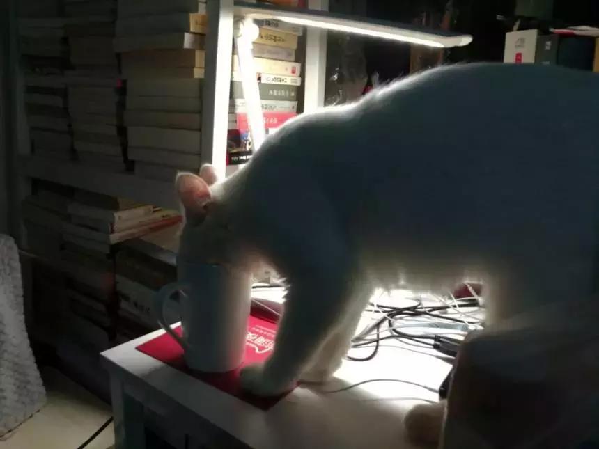 养一只猫咪需要多少钱,没有钱可以养猫咪吗