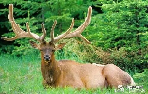 到吉林玩买啥、吃啥?再也不用刘烨代购吉林土特产了!