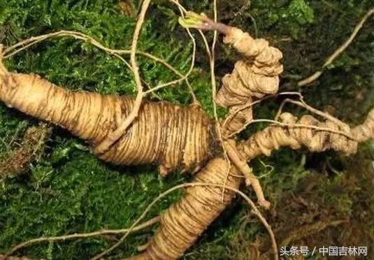 到吉林玩买啥、吃啥?再也不用刘烨代购吉林土特产了!