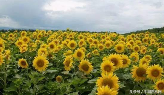 到吉林玩买啥、吃啥?再也不用刘烨代购吉林土特产了!