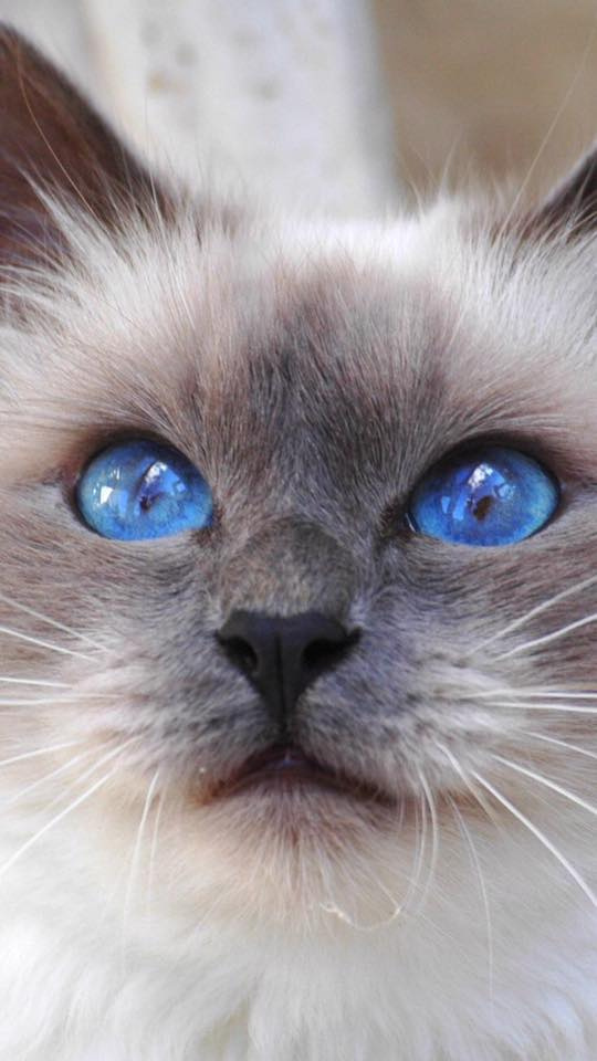 猫咪钻进细缝里怎样才能出来,怎么让猫咪进到大纸箱里面