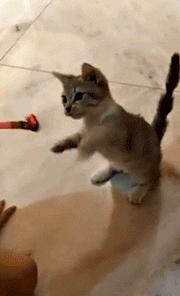 猫咪钻进细缝里怎样才能出来,怎么让猫咪进到大纸箱里面