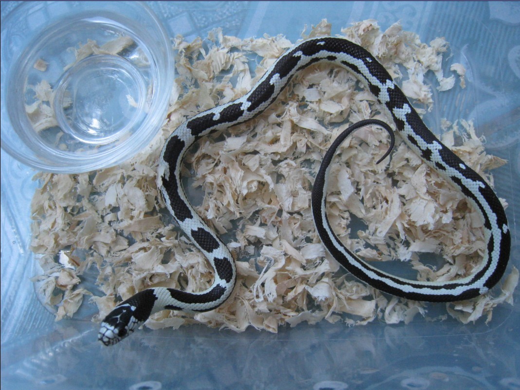 你喜欢养宠物吗套路,你喜欢养蛇的人吗