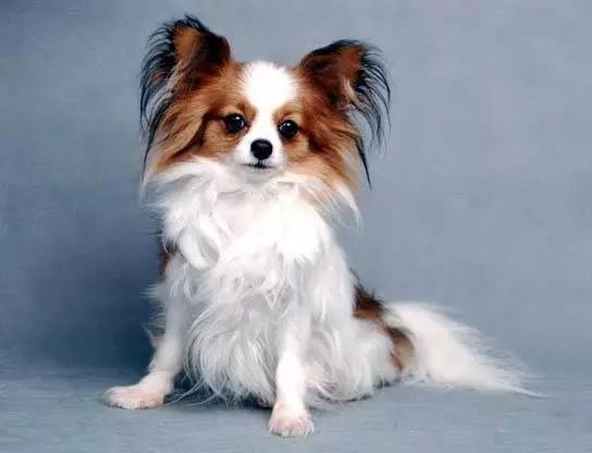 各种狗及身价，终于收全了