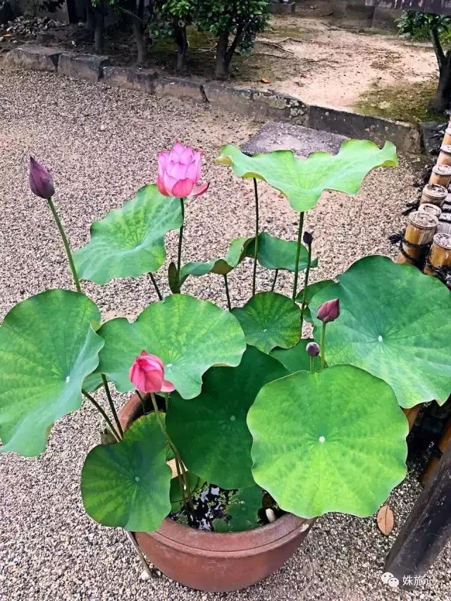 日本便利店书刊,日本便利店杂志是真的吗