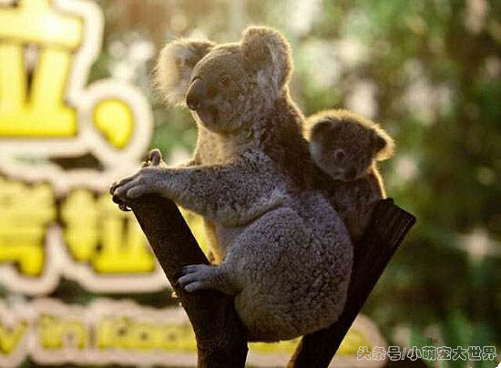 盘点那些超可爱的动物幼崽,十大最萌国宝级动物