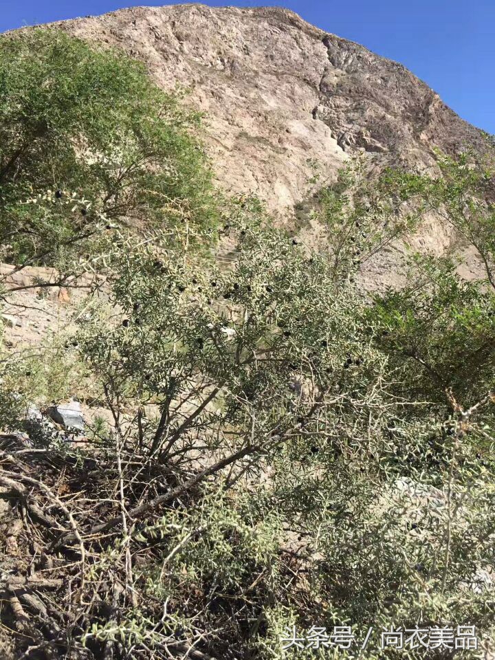 黑枸杞新货野生枸杞子,疆大果新疆黑枸杞