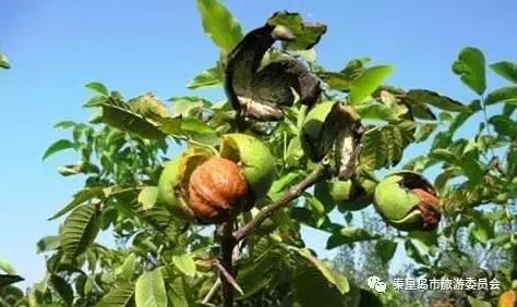 秦皇岛的特产有哪些,秦皇岛拿得出手的特产有哪些