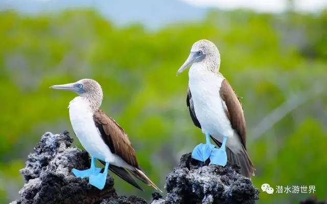 菲律宾10大海岛排名,菲律宾十大海岛