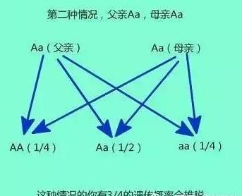 父亲脱发儿子脱发几率,父辈脱发一定会遗传吗