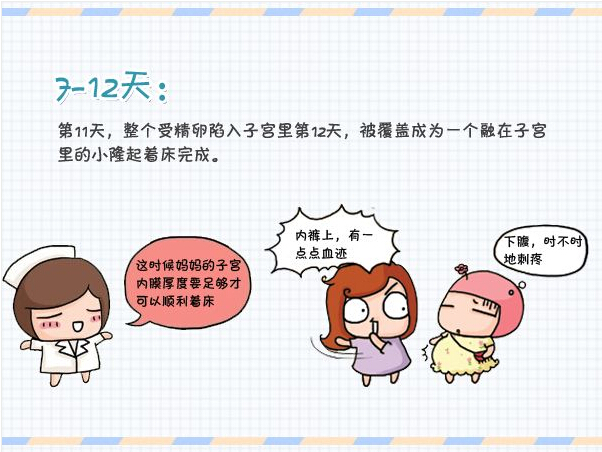 精子胚胎发育全过程,精子卵子发育过程