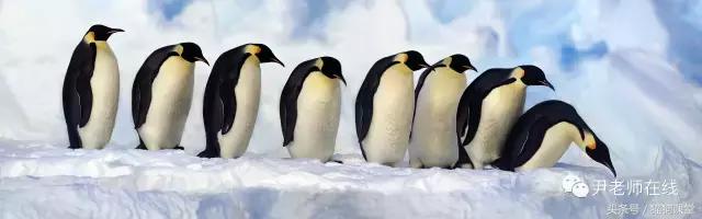 企鹅是什么种类动物,动物百科知识科普企鹅品种