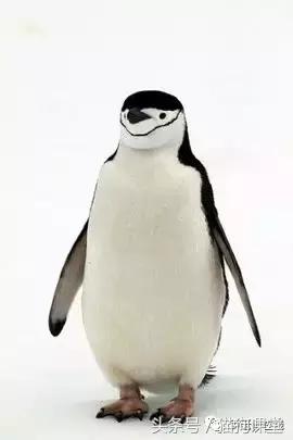 企鹅是什么种类动物,动物百科知识科普企鹅品种