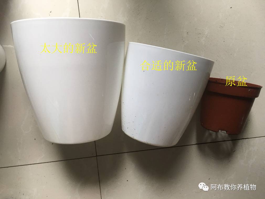 绿萝绿植怎么养活得快一点,绿萝绿植养护技巧图解大全