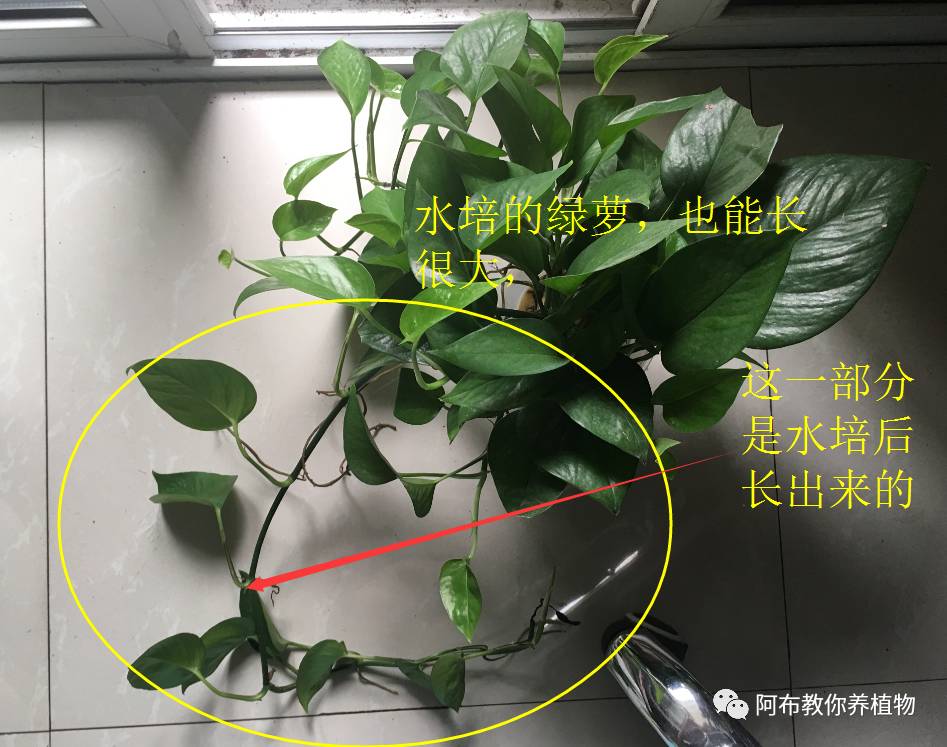 绿萝绿植怎么养活得快一点,绿萝绿植养护技巧图解大全