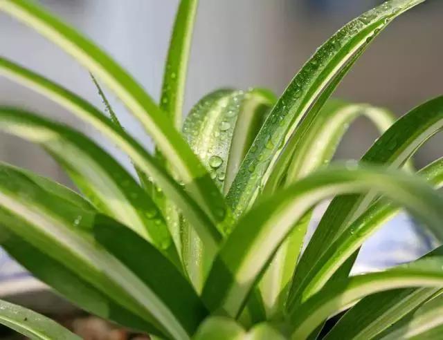 水养绿萝怎么用啤酒养,绿萝水养能用生根粉吗