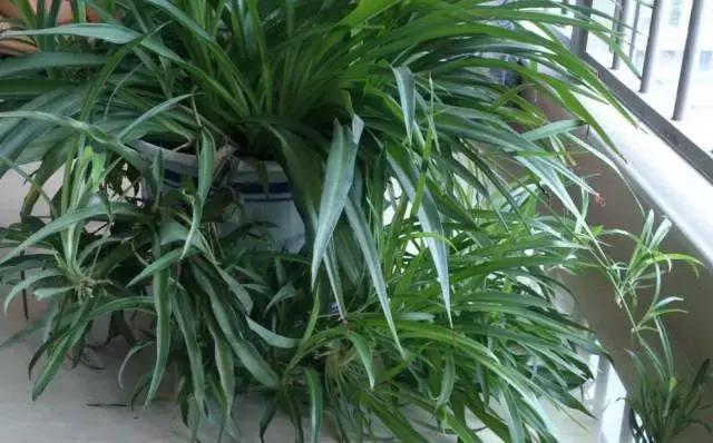 水养绿萝怎么用啤酒养,绿萝水养能用生根粉吗