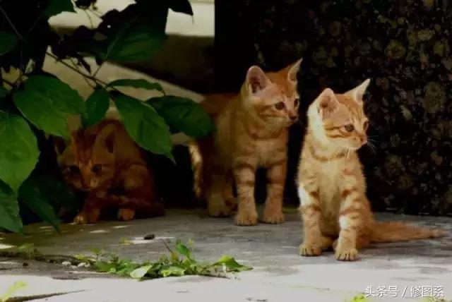 修图师会用哪些修图软件,修图师都用ps么