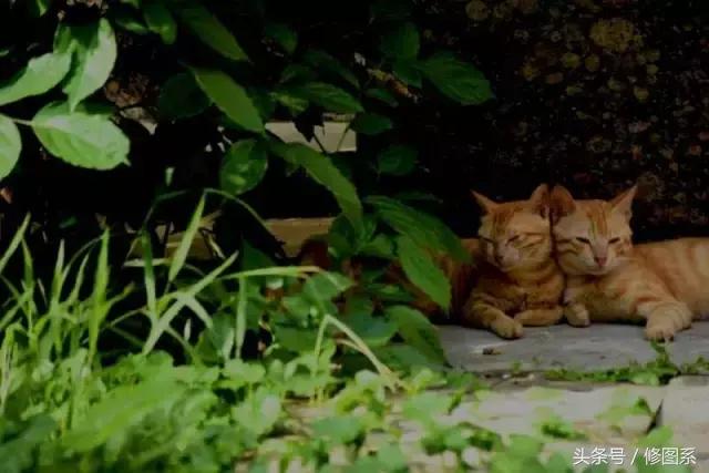 修图师会用哪些修图软件,修图师都用ps么