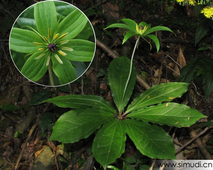 秦岭深山中药材灯台七、七叶一枝花、重楼