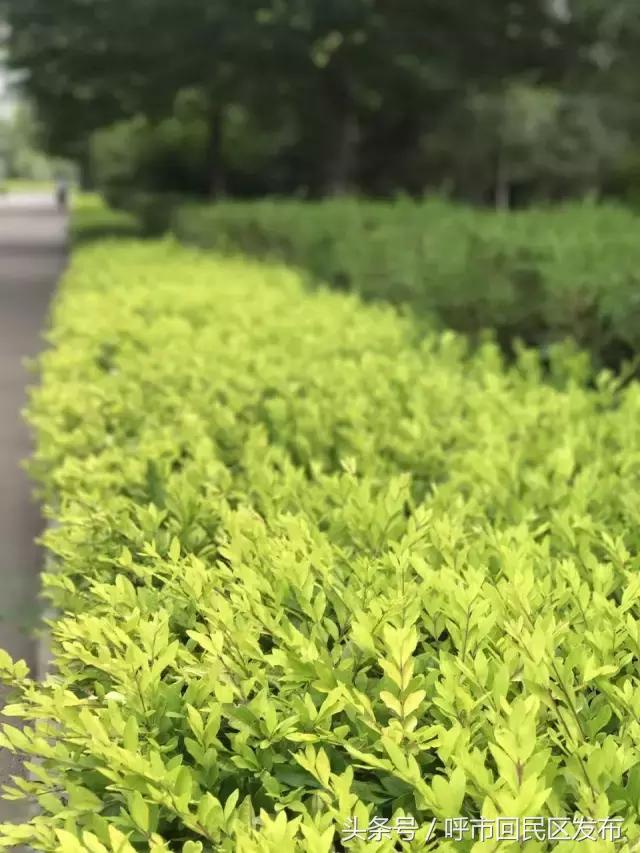 呼和浩特市新钢公园,新钢公园位置