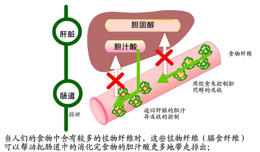 「精而简医考网-精考点」中药一胆汁酸类结构特点罗容老师