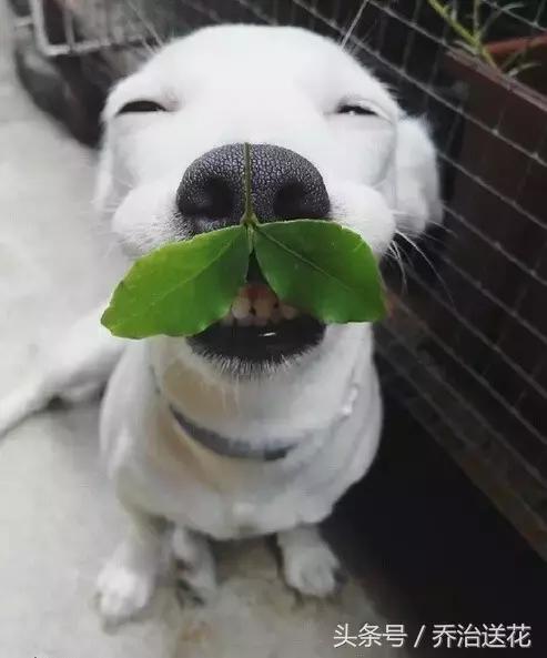 你见过有如此灵性的狗吗,难得一见的好看狗