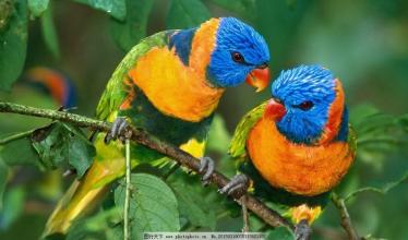 鹦鹉中暑后怎么办,鹦鹉中暑了怎么办