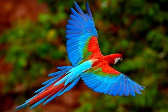 鹦鹉中暑后怎么办,鹦鹉中暑了怎么办