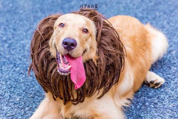 「丽星邮轮」日本，再一次漂洋过海来看你