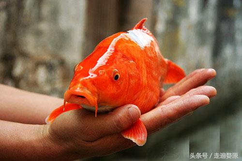 婺源千年茶乡,中国最美乡村婺源有什么美食