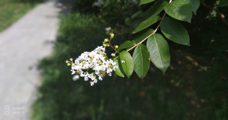 异形全面屏简洁系统UI美人尖夏普AQUOSS2评测体验