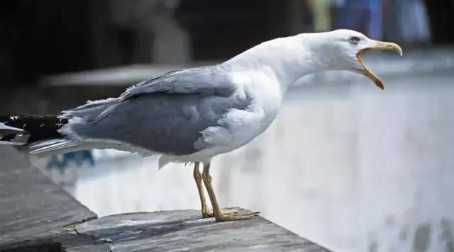 芒格人类错误认知倾向,芒格谈人性的视频