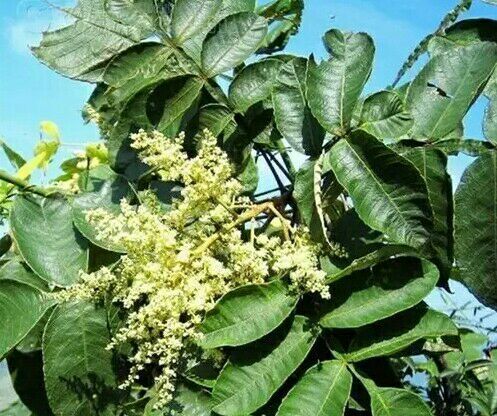 独霸牛头山，只为自己的甜蜜事业/临海味道