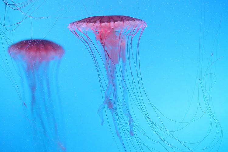 梦幻水母视频,梦幻般的水母真迷人