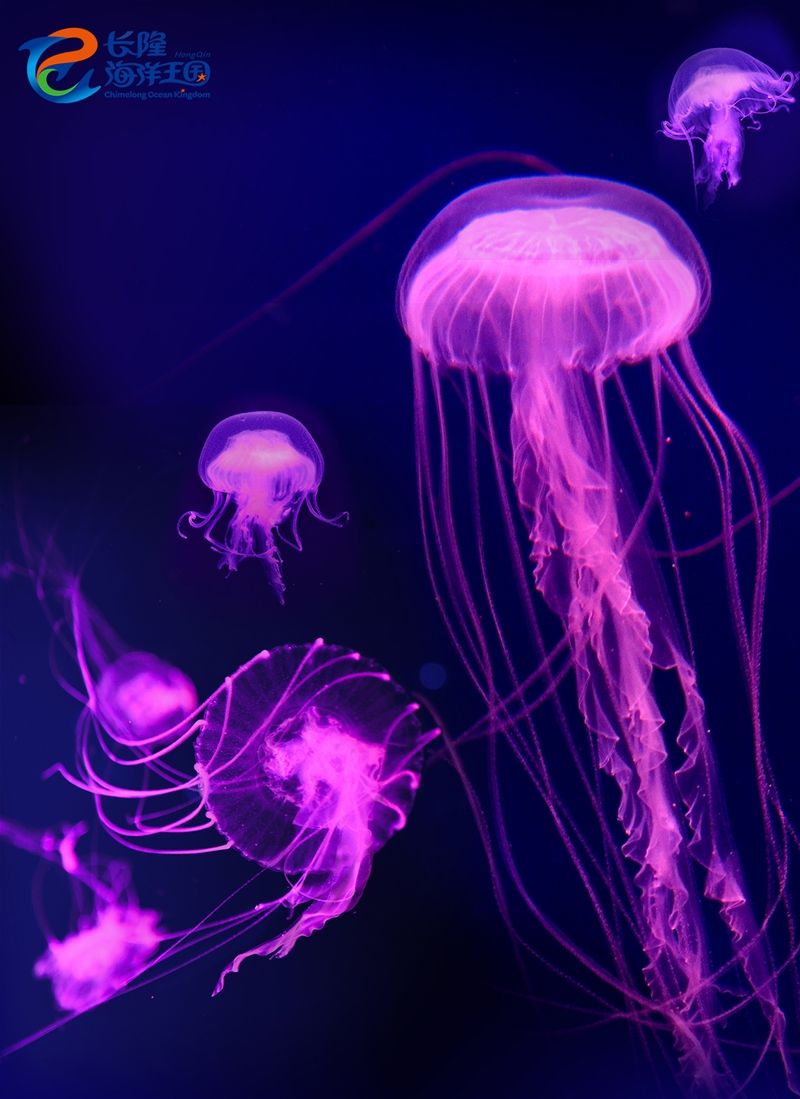 梦幻水母视频,梦幻般的水母真迷人