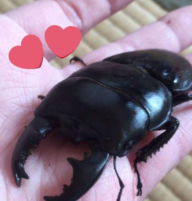 你养的宠物只会花钱,人家日本美女养的宠物会画画,还能挣钱