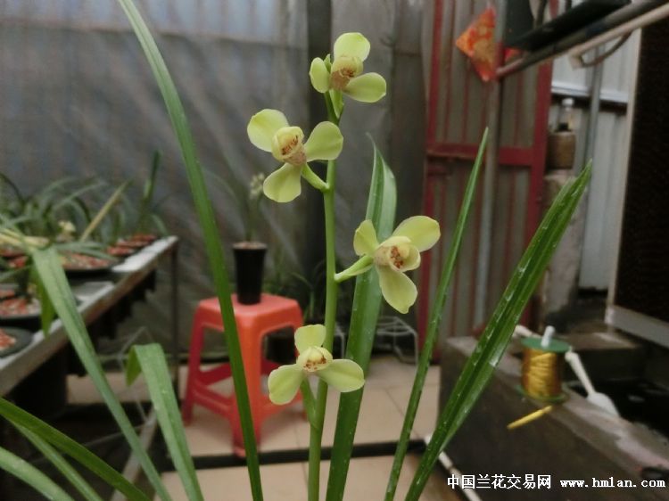 夏天建兰-四季魅力（绿光登）绝对经典的开品照片