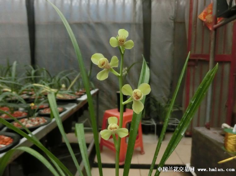 夏天建兰-四季魅力（绿光登）绝对经典的开品照片