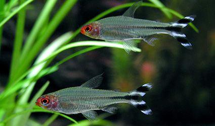 南美灯鱼饲养环境,灯鱼的饲养方法